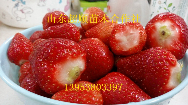 供应用于的戈拉雷草莓苗优质草莓苗草莓苗价格