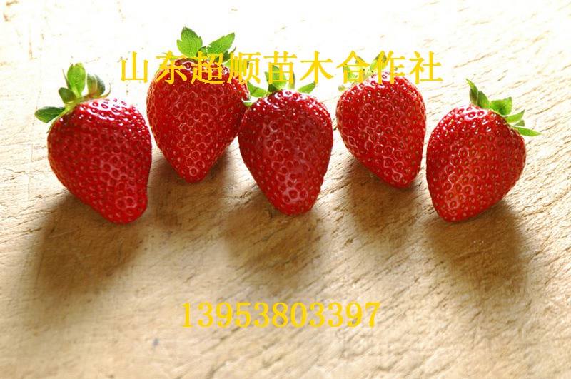 供应用于草莓苗的达斯莱克特草莓苗 优质草莓苗