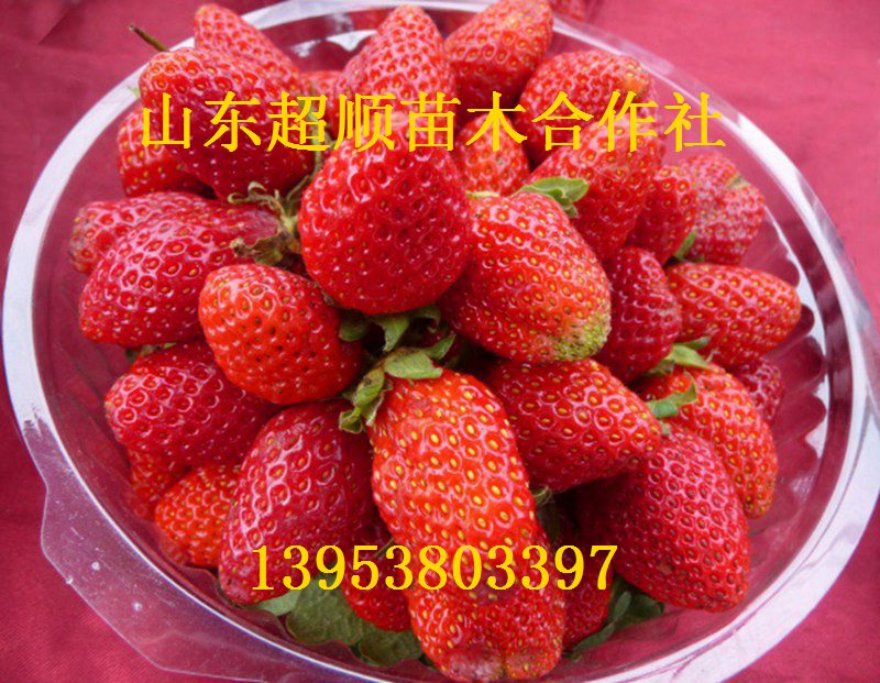 供应用于草莓苗的达斯莱克特草莓苗 优质草莓苗