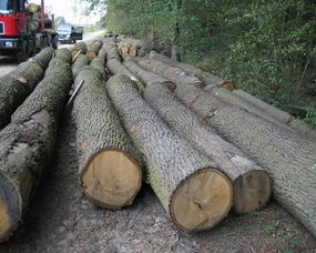 欧洲云杉木进口报关代理尼日利亚芬兰云杉木进口报关代理