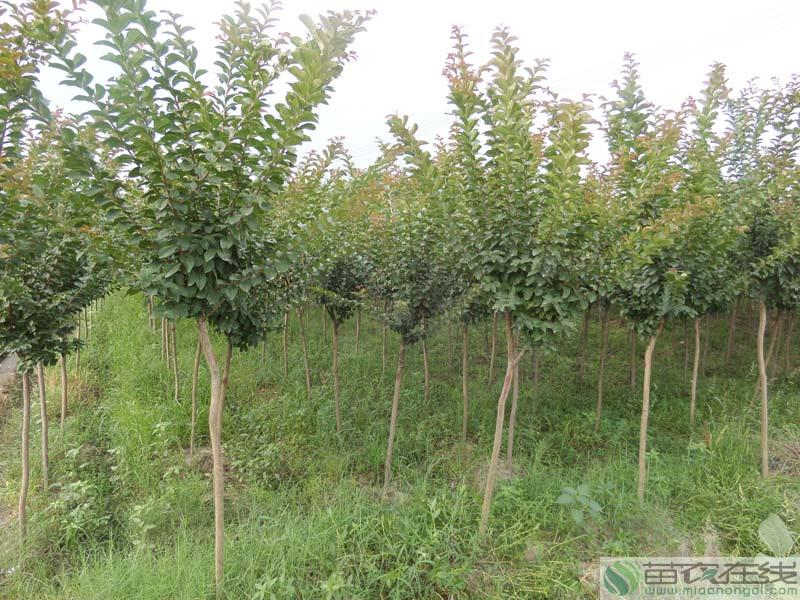 供应用于绿化的浙江 新紫薇价格 苗农在线