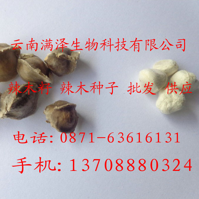 辣木籽的价格%辣木籽的市场价%辣木籽的价格与功效