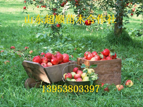 伏翠苹果树苗新品种 苹果价格批发