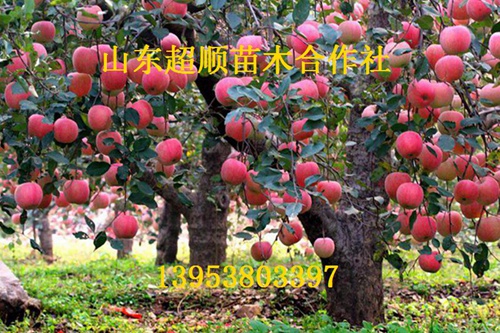 供应用于的龙冠苹果树苗新品种 苹果价格