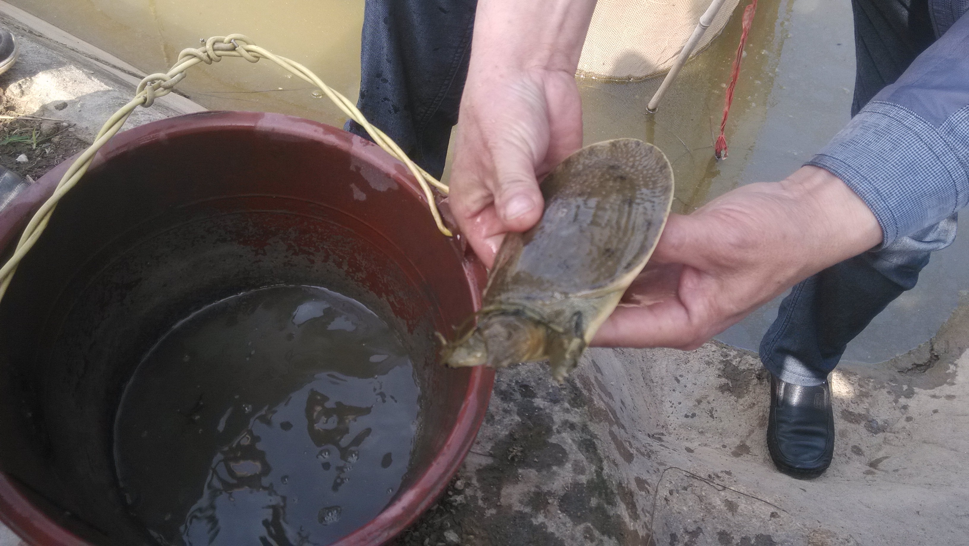 供应用于养殖的湖南汉寿县纯种中华鳖甲鱼苗批发/甲鱼养殖场甲鱼苗批发价格是多少钱