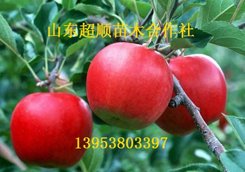 供应用于种植的红将军苹果树苗新品种 苹果价