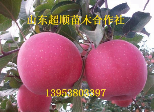 供应用于种植的瓦里短枝苹果树苗新品种 苹果价格
