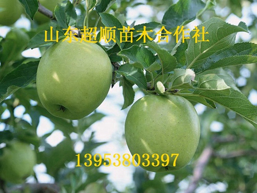 龙冠苹果树苗新品种 苹果价格批发