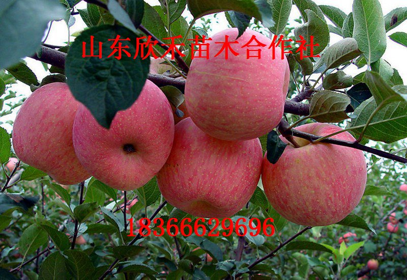 辽伏苹果苗 苹果苗 矮化苹果苗 苹果树苗新品种 苹果苗价格