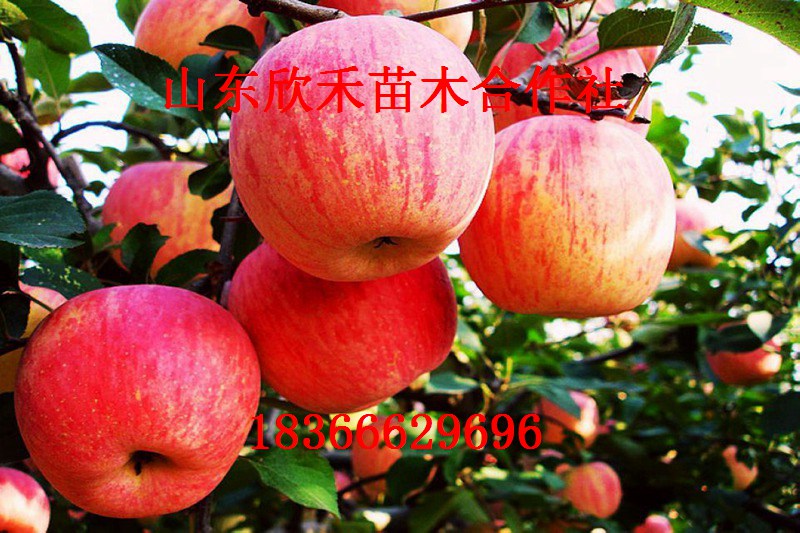 辽伏苹果苗 苹果苗 矮化苹果苗 苹果树苗新品种 苹果苗价格
