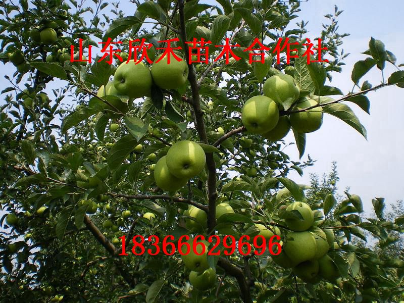 蛇果苹果苗 苹果苗 矮化苹果苗 苹果树苗新品种 苹果苗价格