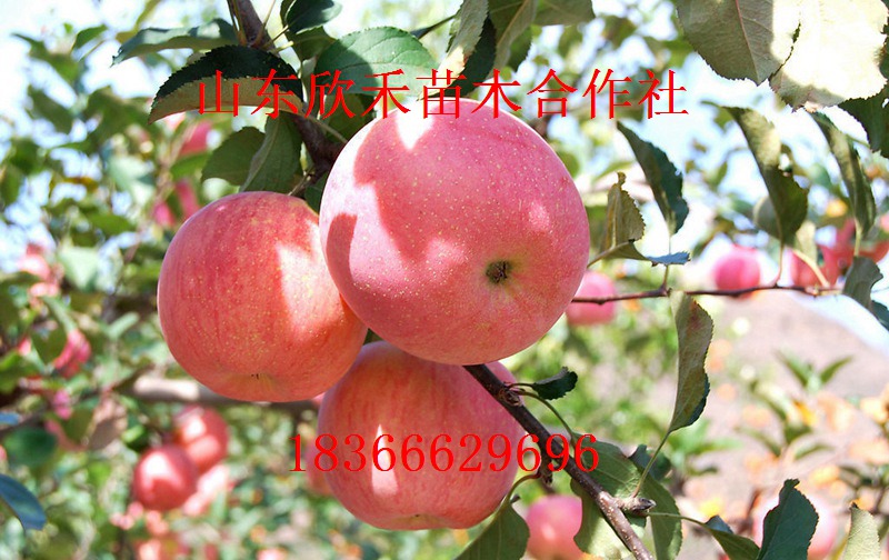 供应烟富3号苹果苗矮化苹果苗苹果树苗新品种苹果苗价格图片