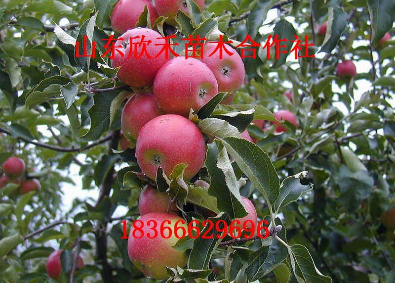 泰安市烟富3号厂家供应烟富3号 苹果苗 矮化苹果苗 苹果树苗新品种 苹果苗价格