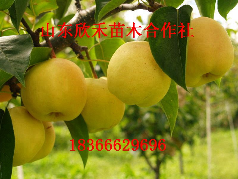 甜黄魁苹果苗 苹果苗 矮化苹果苗 苹果树苗新品种 苹果苗价格