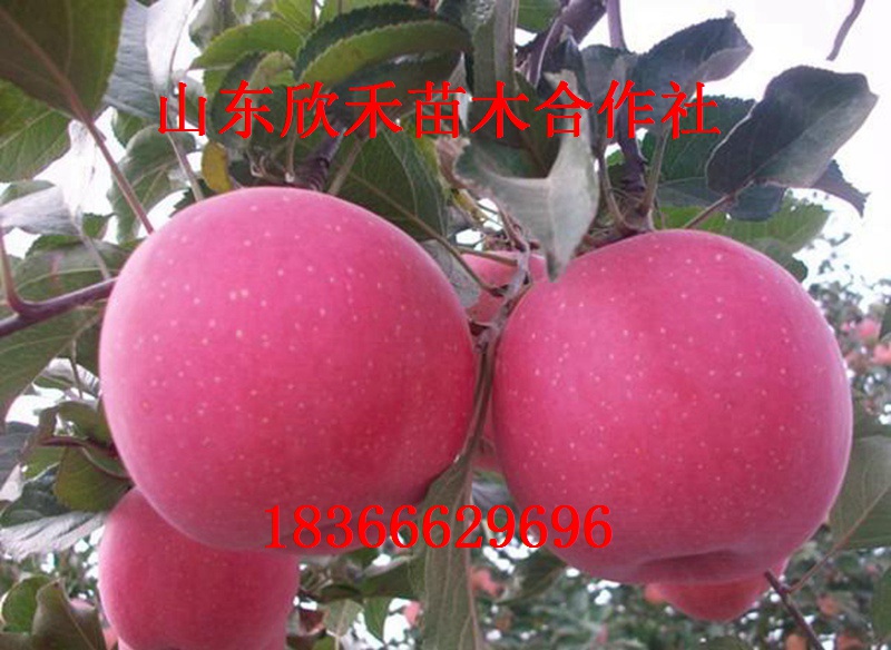 七月天仙苹果苗 苹果苗 矮化苹果苗 苹果树苗新品种 苹果苗价格