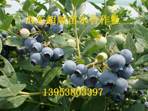 新品种红利蓝莓苗供应新品种红利蓝莓苗/红利蓝莓苗价格/红利蓝莓苗批发