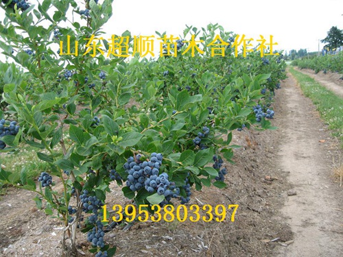 供应用于产果的维口蓝莓苗 新品种