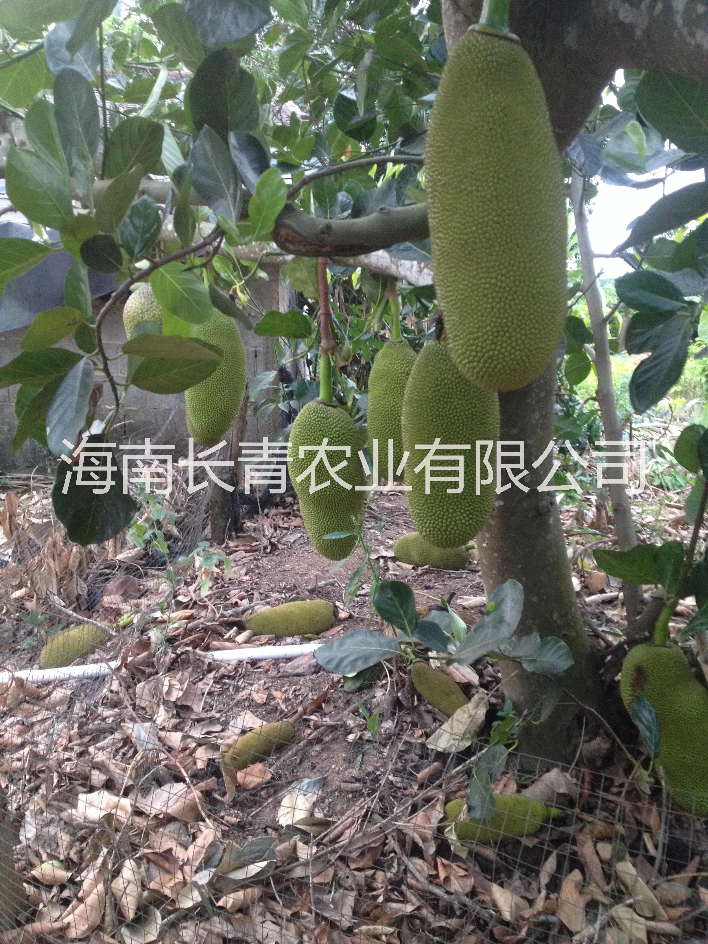 马来西亚1号菠萝密苗供应马来西亚1号菠萝密苗