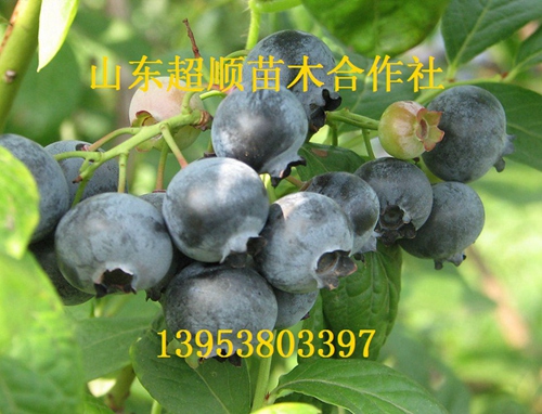 供应用于产果的塞拉蓝莓苗 蓝莓苗价格