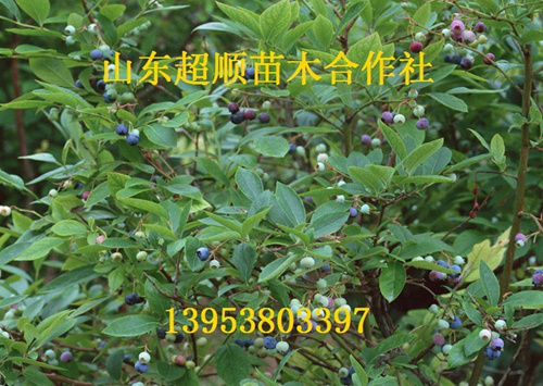 蓝鸟蓝莓苗 新品种供应用于产果的蓝鸟蓝莓苗 新品种