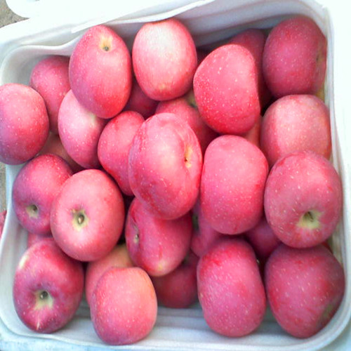 供应用于食用的河南苹果价格河南苹果批发市场