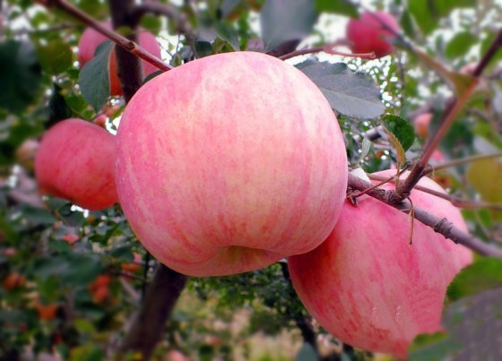 供应用于食用的河南苹果价格河南苹果批发市场