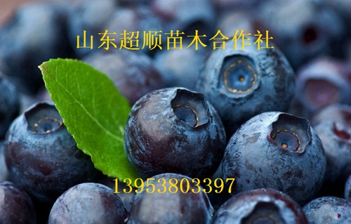 供应用于产果的蓝鸟蓝莓苗 新品种