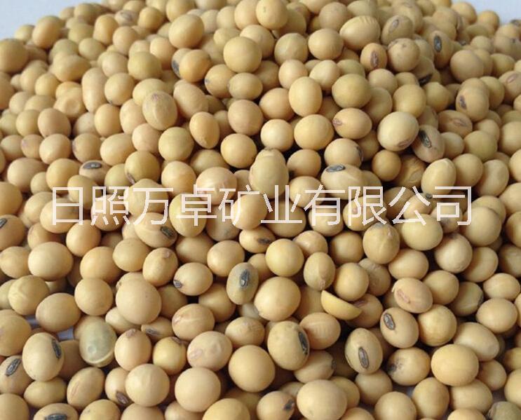 供应用于豆制品的日照港进口大豆供应商