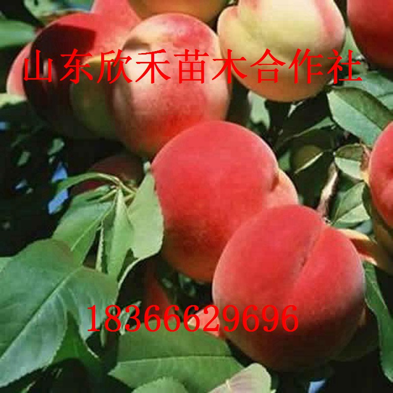 香山水蜜桃树苗
