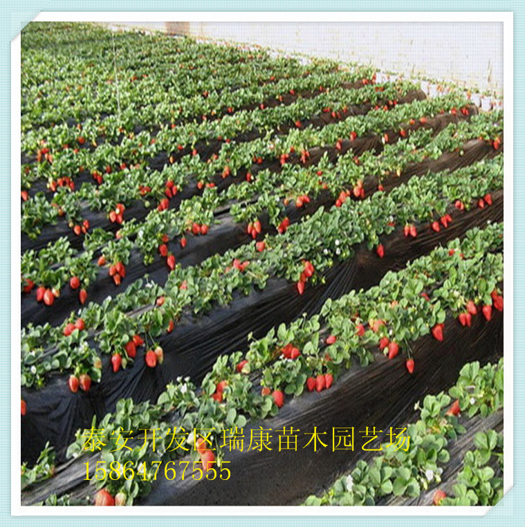 大量供应红颜草莓苗供应大量供应红颜草莓苗