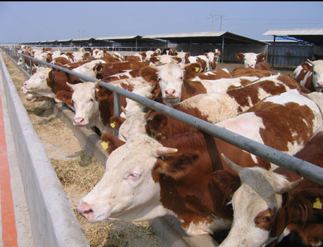 菏泽市肉牛养殖基地在哪厂家供应肉牛养殖基地在哪