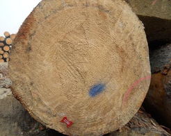 欧洲云杉木进口报关代理尼日利亚芬兰云杉木进口报关代理图片