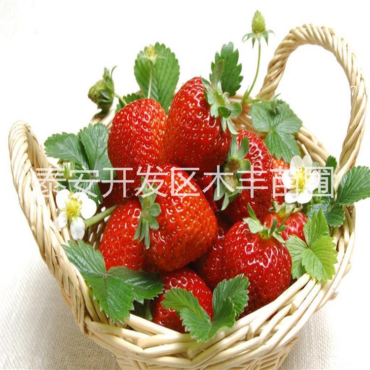 供应山东草莓苗价格图片