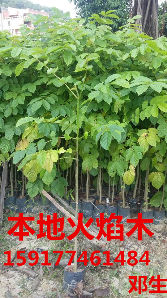 广州市南方30公分高树菠萝小苗批发商厂家供应用于绿化造林的南方30公分高树菠萝小苗批发商，广东40公分高树菠萝种苗报价，树菠萝袋苗便宜价格，树菠萝批发价