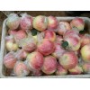 供应用于生鲜水果的美八嘎啦苹果18063356112