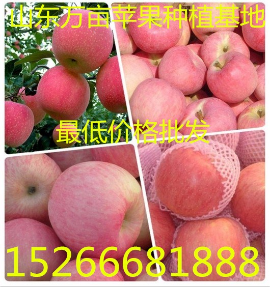 供应用于苹果的山东苹果种植基地，山东苹果市场价格