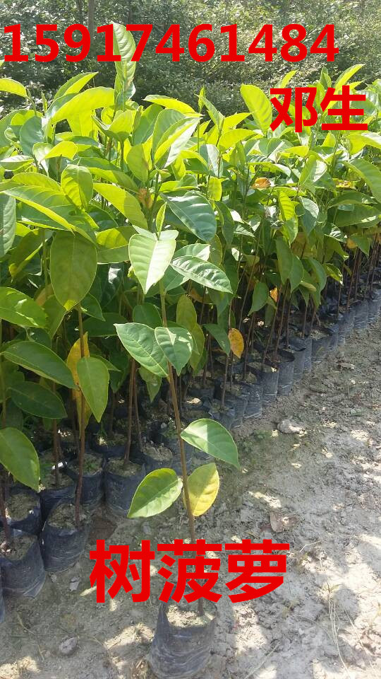 供应用于绿化造林的南方30公分高树菠萝小苗批发价，广州40公分高树菠萝种苗报价，广东50公分高树菠萝袋苗价格