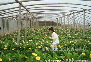 花卉温室大棚新型双梁温室大棚建造技术郑州祥瑞图片
