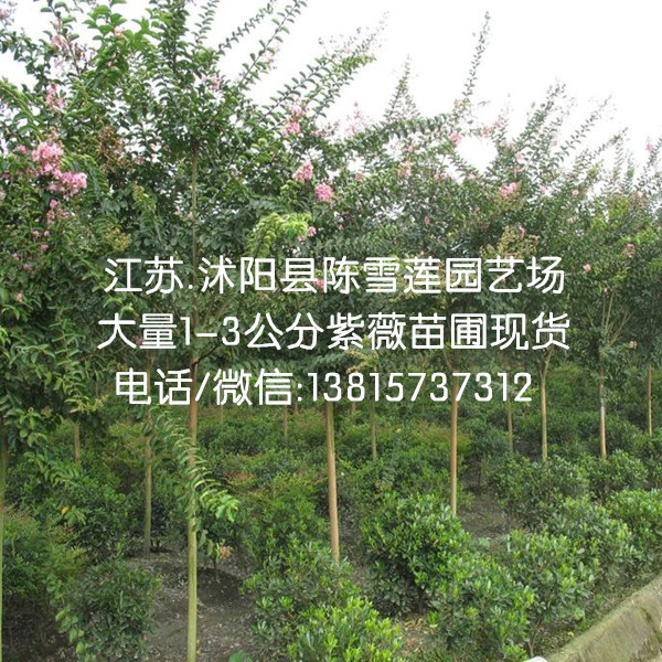 江苏沭阳3公分紫薇苗今年行情/苗圃现货2-3公分紫薇树