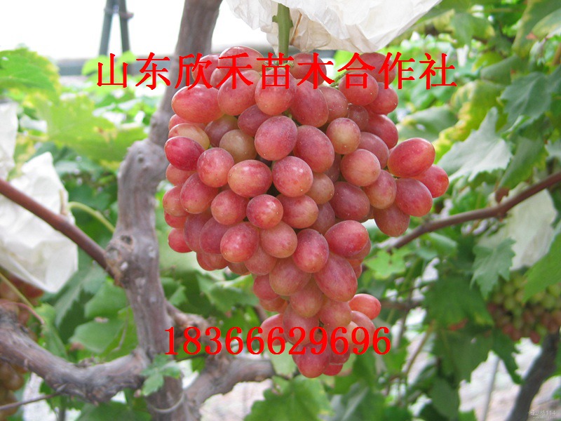 秋红葡萄苗
