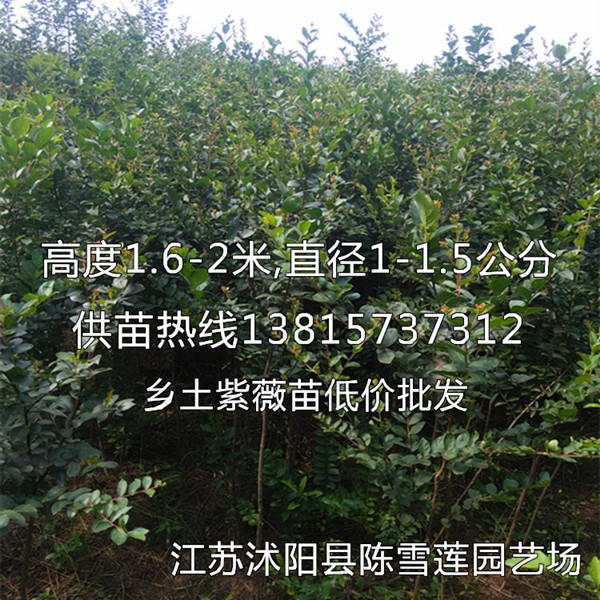 供应一公分粗紫薇苗放苗圃紫薇树苗一亩栽1000株