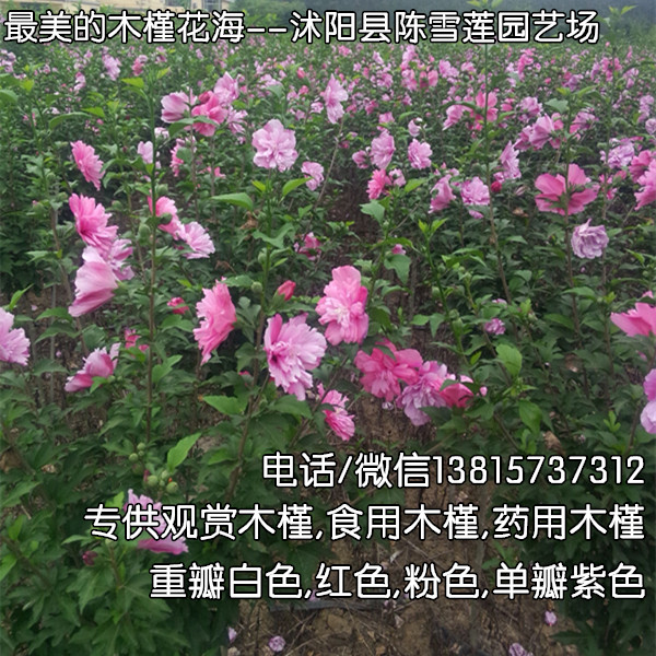 供应新优乡土树种红花木槿苗4公分红花木槿高分枝乔木型图片