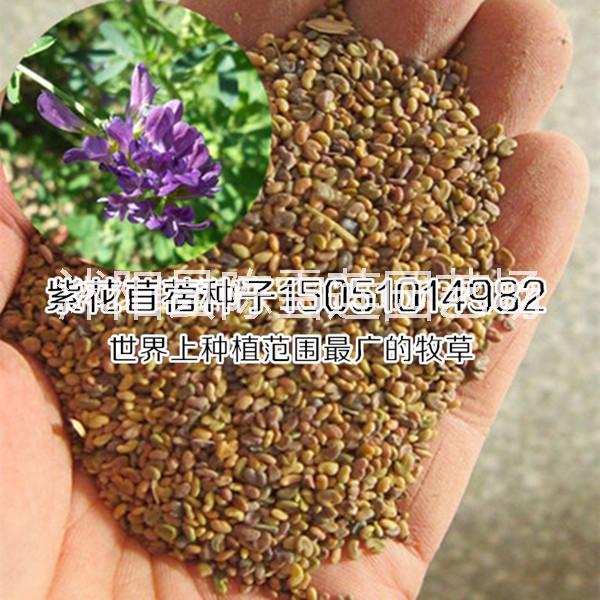 供应紫花苜蓿种子世界种植范围最广的牧草种子/绿肥植物种子图片