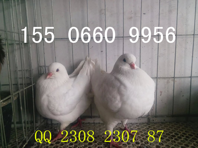 供应元宝鸽品种，元宝鸽价格，元宝鸽养殖场