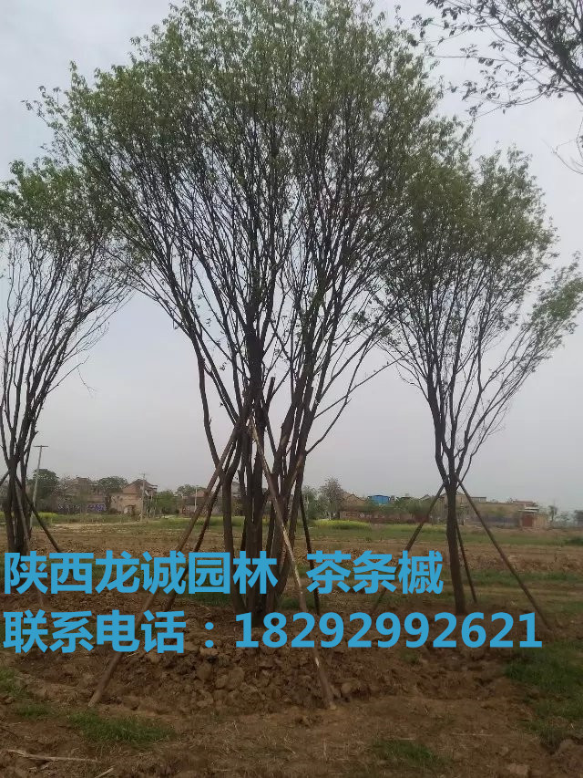 陕西茶条槭厂家供应用于绿化的陕西茶条槭