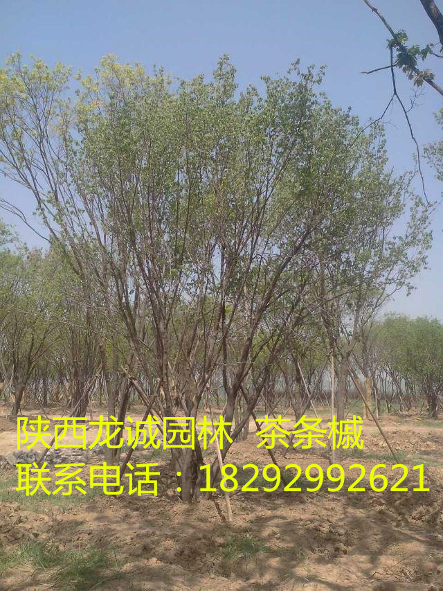 陕西茶条槭供应用于绿化的陕西茶条槭