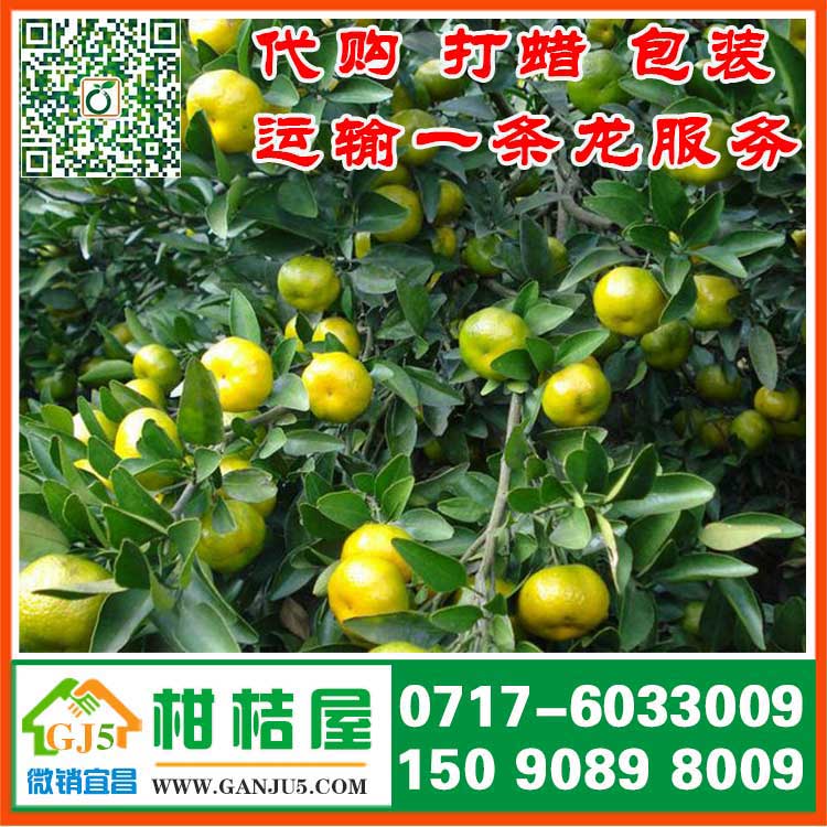 宜昌市南方国际柑橘市场厂家