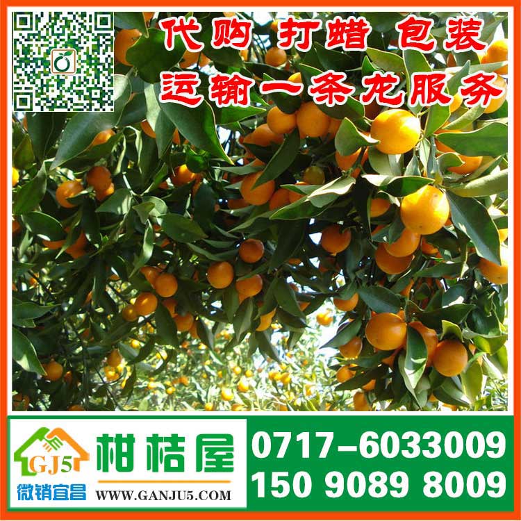 湖北宜昌柑桔屋销售合作社是南方国际柑橘市场供应商 宜昌柑橘批发价格