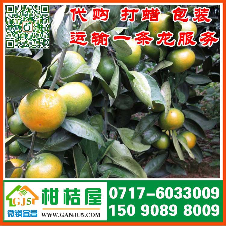 2015年上海早熟柑橘市场行情 上海早熟柑桔批发价格 早熟蜜桔产地