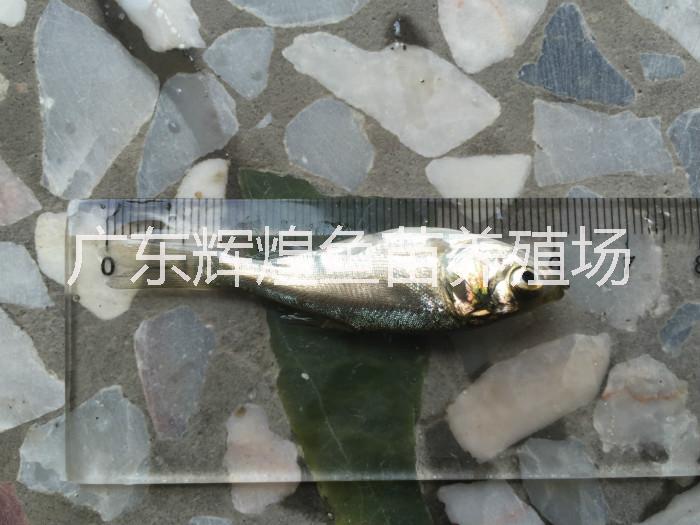 供应江西白鲢大量供应，浙江白鲢鱼苗，福建白鲢鱼苗价格，白鲢鱼苗供应商